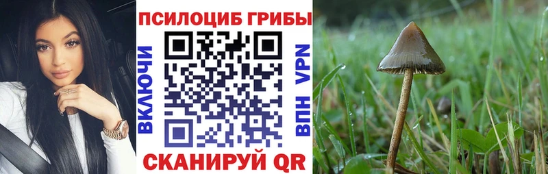 kraken ONION  Артём  Галлюциногенные грибы Psilocybe  наркота 